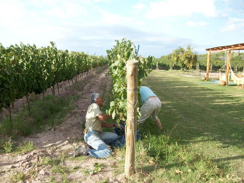 Posada Cavieres Wine Farm Maipú Dış mekan fotoğraf