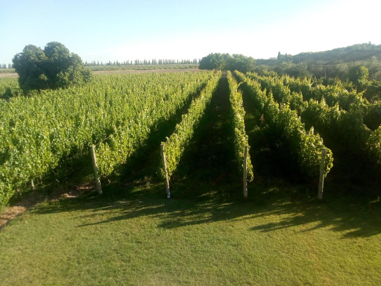 Posada Cavieres Wine Farm Maipú Dış mekan fotoğraf
